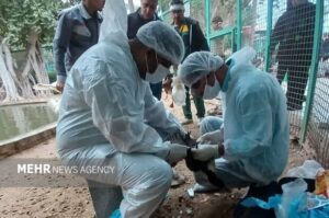 پایش بیماری آنفلوآنزای پرندگان در بوشهر انجام شد