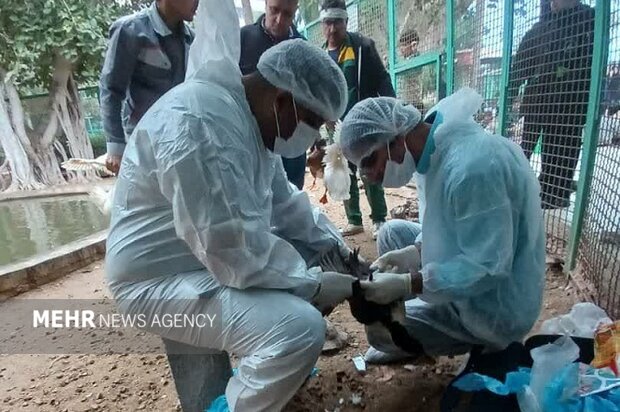 پایش بیماری آنفلوآنزای پرندگان در بوشهر انجام شد