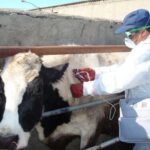 پایش دام‌ها سپر امنیت غذایی خوزستان است