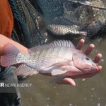 پرورش تیلاپیا اکوسیستم را تخریب می‌کند؛ مخالفت قاطع محیط‌زیست اصفهان