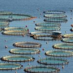 پویا: رعایت نکات ایمنی آبزی‌پروری در سرما ضروری است