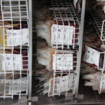 پویش اهدای خون چهارشنبه در کنگاور برگزار می‌شود