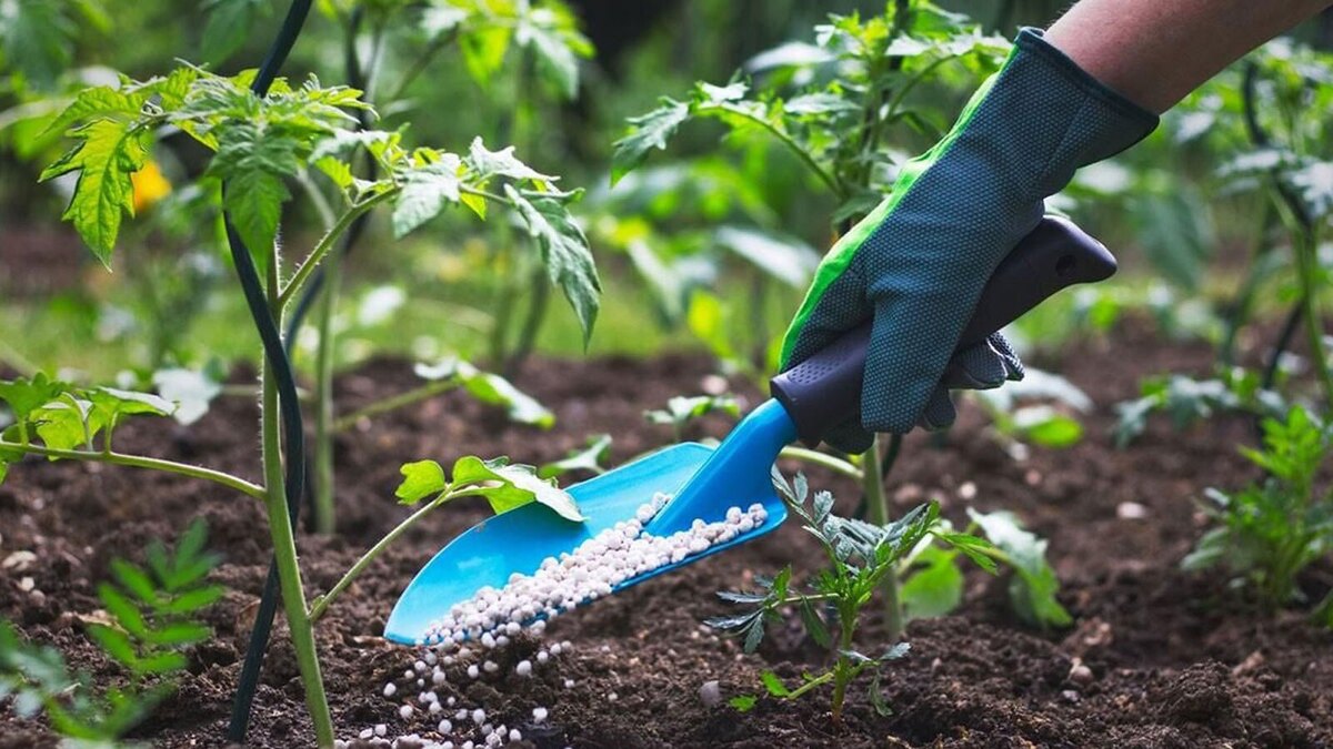 چگونه باغچه‌ای سرسبز و پرمحصول داشته باشیم؟