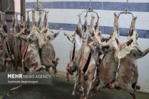 کاهش ۱۰ درصدی قیمت گوشت قرمز در قزوین در دستور کار است