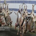 کاهش ۱۰ درصدی قیمت گوشت قرمز در قزوین در دستور کار است