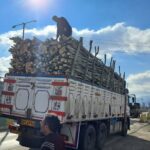 کشف محموله قاچاق چوب بید در کامیاران