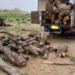 کشف ۱۰ تن چوب جنگلی قاچاق در دهگلان