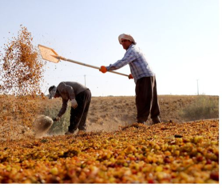 کشمش تیزابی, قیمت کشمش تیزابی