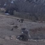 گله گرازهای وحشی در پناهگاه حفاظت‌شده پرور