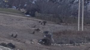 گله گرازهای وحشی در پناهگاه حفاظت‌شده پرور