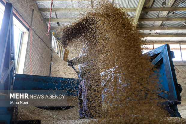 گندمِ ممتاز، نانِ نامرغوب؛ معمای حل نشده سفره ایلام گندمِ ممتاز، نانِ نامرغوب؛ معمای حل نشده سفره ایلام