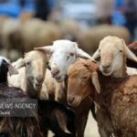 ۱۰۰ راس گوسفند قاچاق در فریدن کشف شد