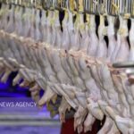 ۲ تن مرغ تاریخ‌گذشته در سردخانه‌های اهواز کشف شد