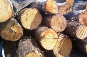 ۲ تن چوب تاغ جنگلی قاچاق در برخوار کشف شد