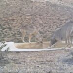۴ قلاده گرگ خاکستری میهمانان پارک ملی صیدوا