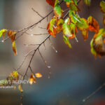 افزایش ابر و آغاز بارش‌ها در قزوین از روز شنبه