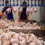 افزایش تولید گوشت مرغ در لرستان با توسعه واحدهای پرورشی