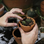 باغبانی، خطر درد زانو و آرتروز را کاهش می‌دهد