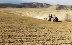 باقری: ضریب نفوذ بذر گواهی‌شده گندم در مازندران به بیش از ۴۰ درصد رسید