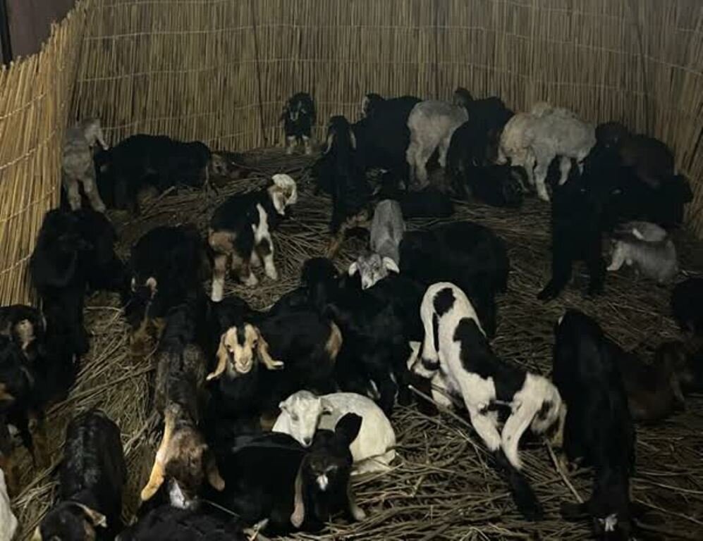 بیمارییابی دام در مناطق عشایرنشین «بنبید» دشتی انجام شد بیمارییابی دام در مناطق عشایرنشین «بنبید» دشتی انجام شد