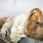 توقیف خودرو حامل ۲۵ رأس احشام قاچاق در ایست و بازرسی میناب