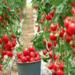 خاش؛ پیشتاز کشاورزی گلخانه‌ای و گسترش بازارهای صادراتی در جنوب شرق