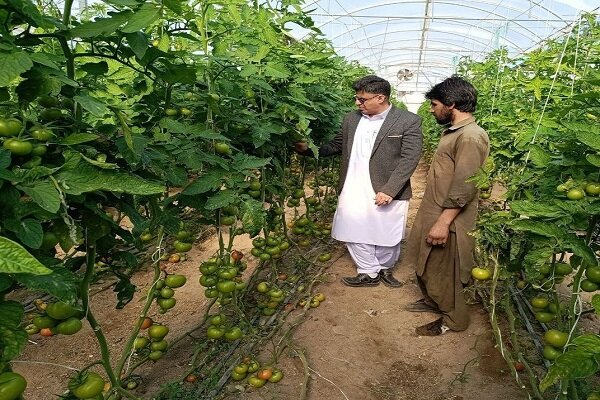 خاش؛ پیشتاز کشاورزی گلخانه‌ای و گسترش بازارهای صادراتی در جنوب شرق