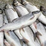 خودرو حامل ماهی قاچاق در ایست و بازرسی سیریک توقیف شد