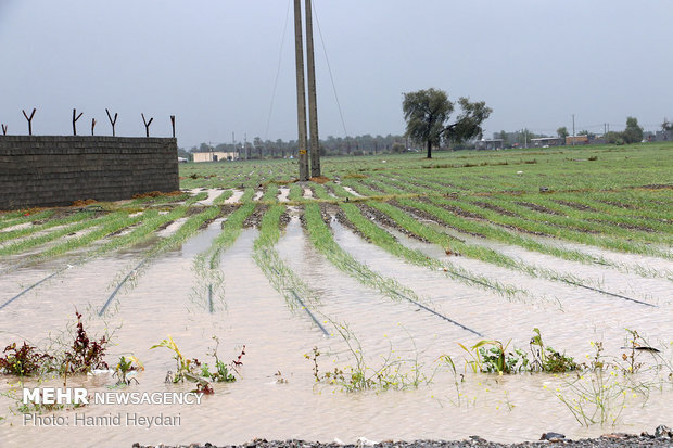 رخشان: بارندگی ها ۶۰۰ میلیارد تومان به کشاورزی بم خسارت زد
