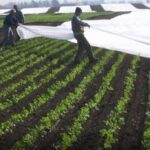 صدور هشدار سطح زرد هواشناسی در استان بوشهر؛ کشاورزان مراقب باشند