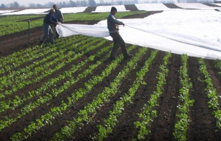 صدور هشدار سطح زرد هواشناسی در استان بوشهر؛ کشاورزان مراقب باشند