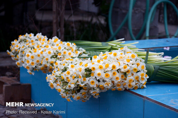نرگس‌های بهبهان؛ عطری که می‌تواند برند جهانی شود