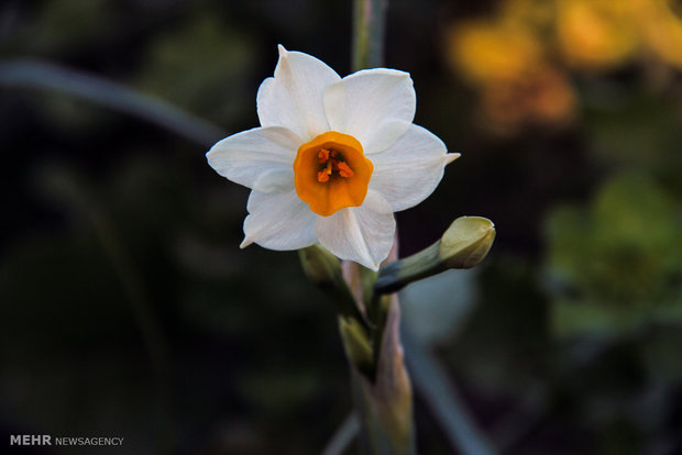 نرگس‌های بهبهان؛ عطری که می‌تواند برند جهانی شود