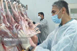 واکنش دامپزشکی گناوه به تعطیلی کشتارگاه سنتی دام