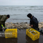 وقتی دریا مهربان می‌شود؛ سبدهای پر رونق ماهی در مازندران 