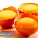 پاسخ علمی به یک باور: مصرف زرده خام تخم‌مرغ برای گلودرد مفید است؟