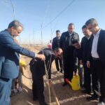 پویش درختکاری به یاد شهدای مقاومت در مهریز برگزار شد