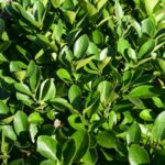 کشمیری: شمشادهای حاشیه معابر بجنورد حذف می‌شوند