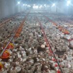 اجرای طرح تولید قراردادی گوشت مرغ در لرستان