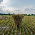 اجرای طرح جهش تولید در ۴۰۰۰ هکتار از شالیزارهای مازندران