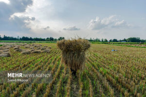 اجرای طرح جهش تولید در ۴۰۰۰ هکتار از شالیزارهای مازندران