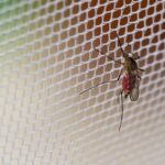 اجرای طرح مستمر کنترل پشه آئدس و حذف زیستگاه‌های لارو در کیش