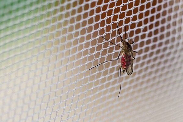 اجرای طرح مستمر کنترل پشه آئدس و حذف زیستگاه‌های لارو در کیش