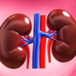 استرس چگونه بر عملکرد و سلامت کلیه‌های انسان تأثیر می‌گذارد؟