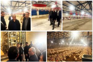 افتتاح سه واحد تولیدی مرغ گوشتی در شهرستان زاهدان
