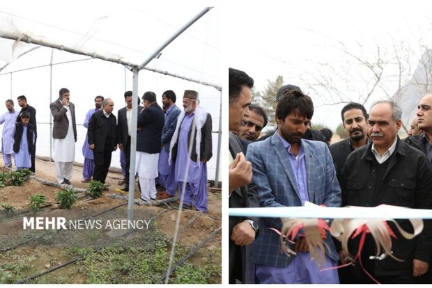 افتتاح واحد گلخانه‌ای ۸۰۰۰ مترمربعی پرورش محصولات کشاورزی در خاش