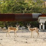 اولین سرشماری آهوان در جزیره خارگو انجام شد