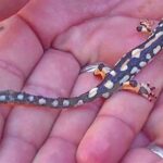 ایجاد پاسگاه‌های سیار محیط‌بانی برای حفاظت از گونه «سمندر» لرستانی