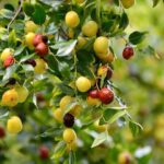 برداشت کنار از ۴۵۰ هکتار از باغ‌های استان بوشهر آغاز شد