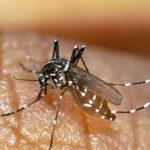 بهسازی محیط موثرترین راه در پیشگیری از وفور پشه آئدس است